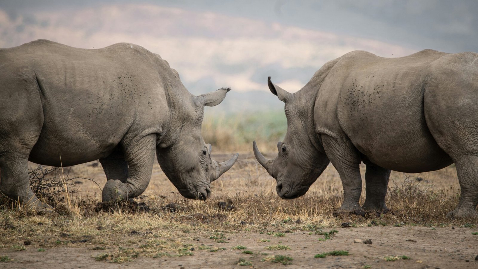 Celebrating World Rhino Day 2024: A Global Commitment to Rhino Conservation